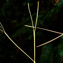 Image nature grass abstract