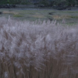image wind marsh landscapeImage