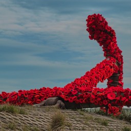 image anchor poppy Appledore 