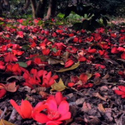 image colour red nature landscape