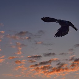 image bird sunset sky cloud